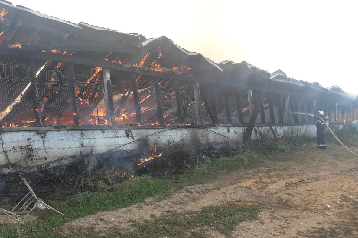 VIDEO FOTO 1000 de purcei morți într-un incendiu la Urlați!