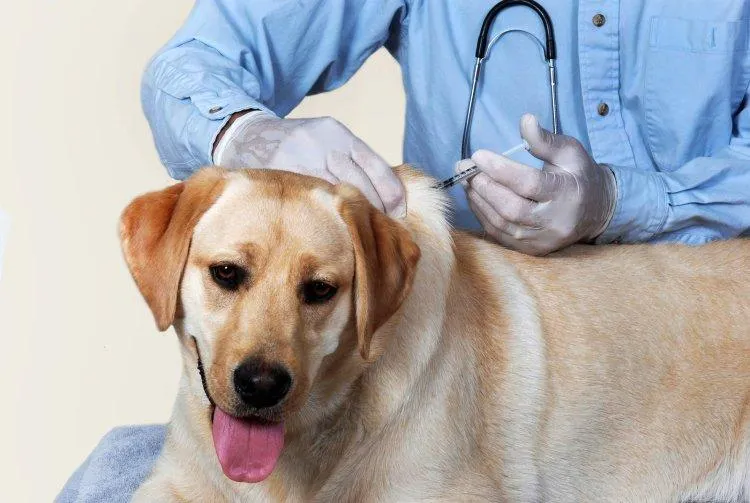 Vaccinul  antirabic, GRATUIT la Ploiești  la câinii cu stăpâni
