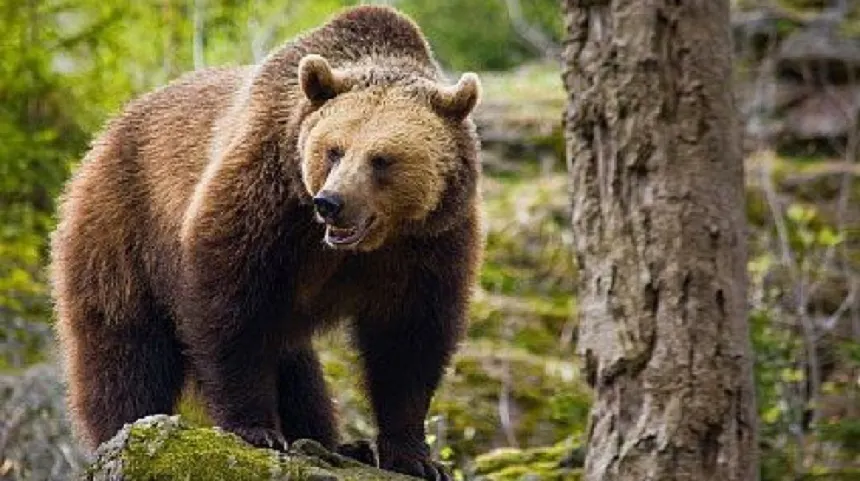 Bărbat în vârstă de 59 de ani atacat de un urs la Brebu