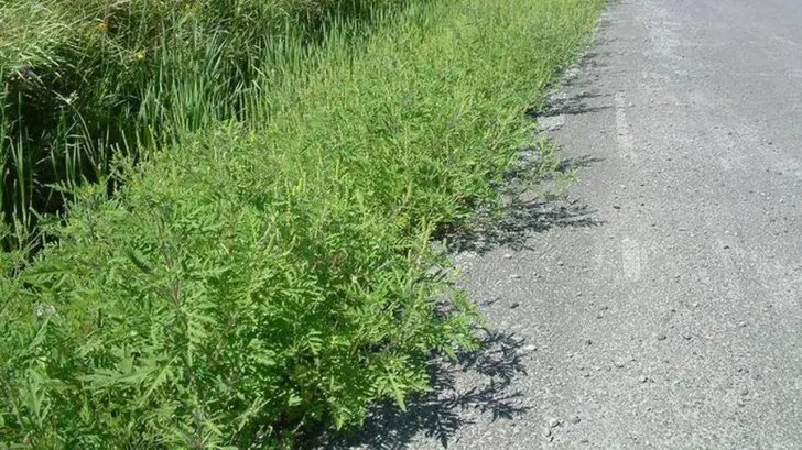 Uniunea Asociațiilor de Proprietari Prahova cere măsuri şi sancţiuni, la Ploieşti, după "modul dezastruos în care e combătută ambrozia"