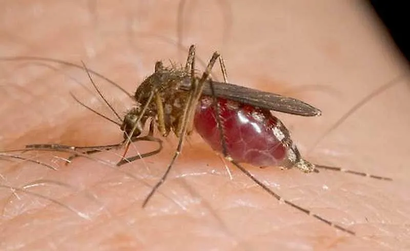Virusul West Nile a ajuns în Prahova. Primul deces!