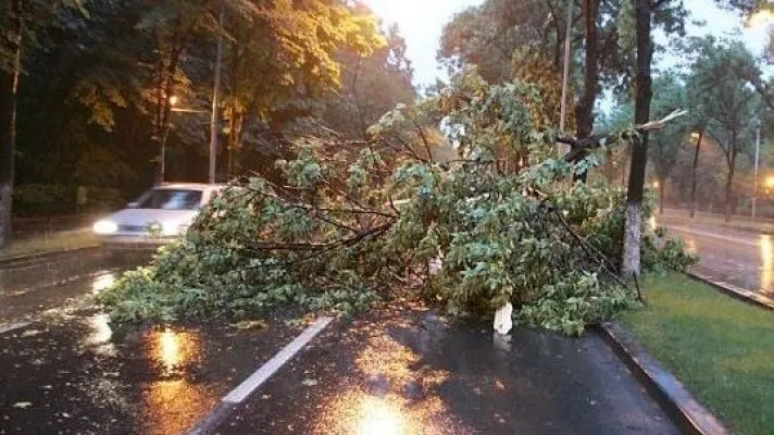 Copaci doborâți de vânt, în ultimele ore, pe mai multe drumuri din Prahova