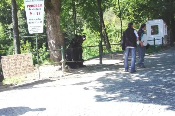 Povestea ursului Max, orbit și ținut legat 9 ani lângă Peleș