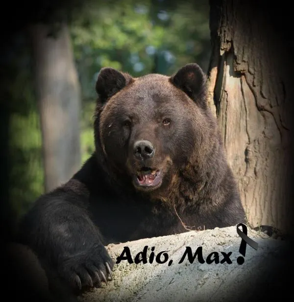 Povestea cățelușului Max, noua mascotă a ISU Prahova