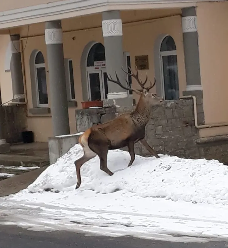 FOTO Cerb hăituit de câini și de un urs la Spitalul din Azuga