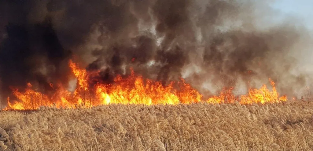 Incendiile de vegetație de la Boldești Scăieni ameniță un depozit de butelii, locuințe și fabrica de geamuri