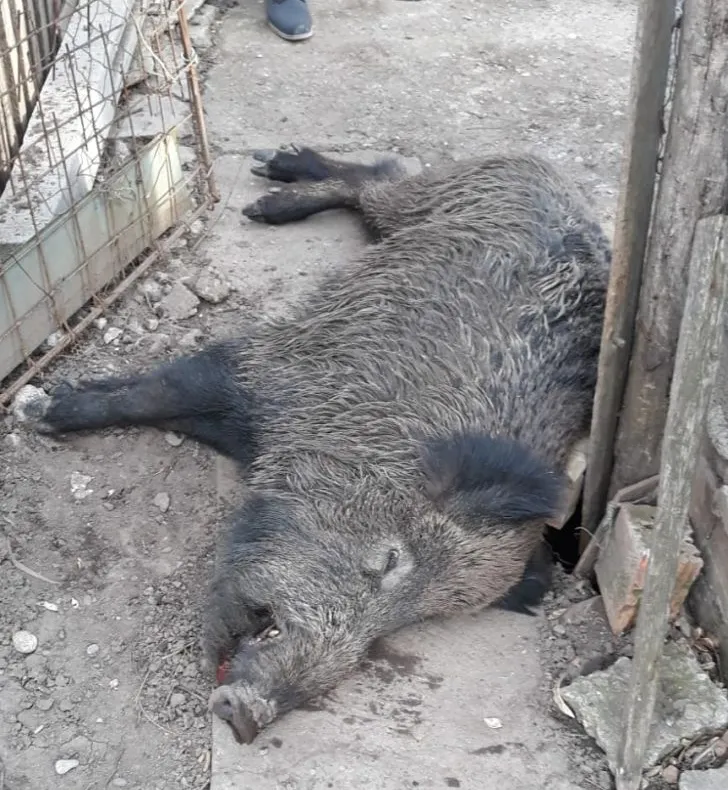 Porc mistreț pe străzile din Strejnic!