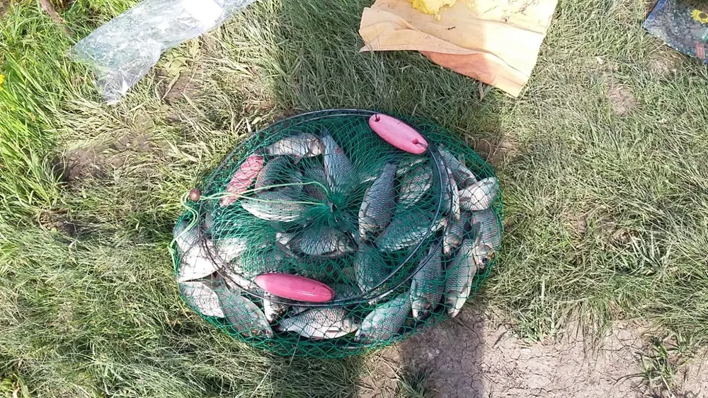 VIDEO Percheziții de amploare în România, inclusiv în Prahova. Peste 30 de tone de pește impropriu consumului confiscat!