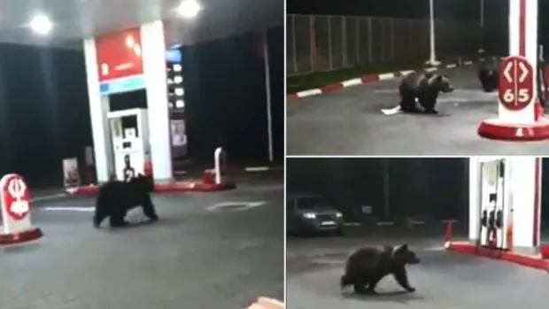 VIDEO Au rămas în pană de benzină? Urșii într-o stație peco la Azuga!