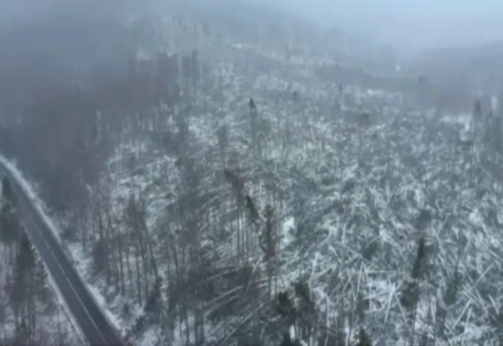 Ce spun specialiștii despre ciclonul care a distrus 80 de ha de pădure în Prahova