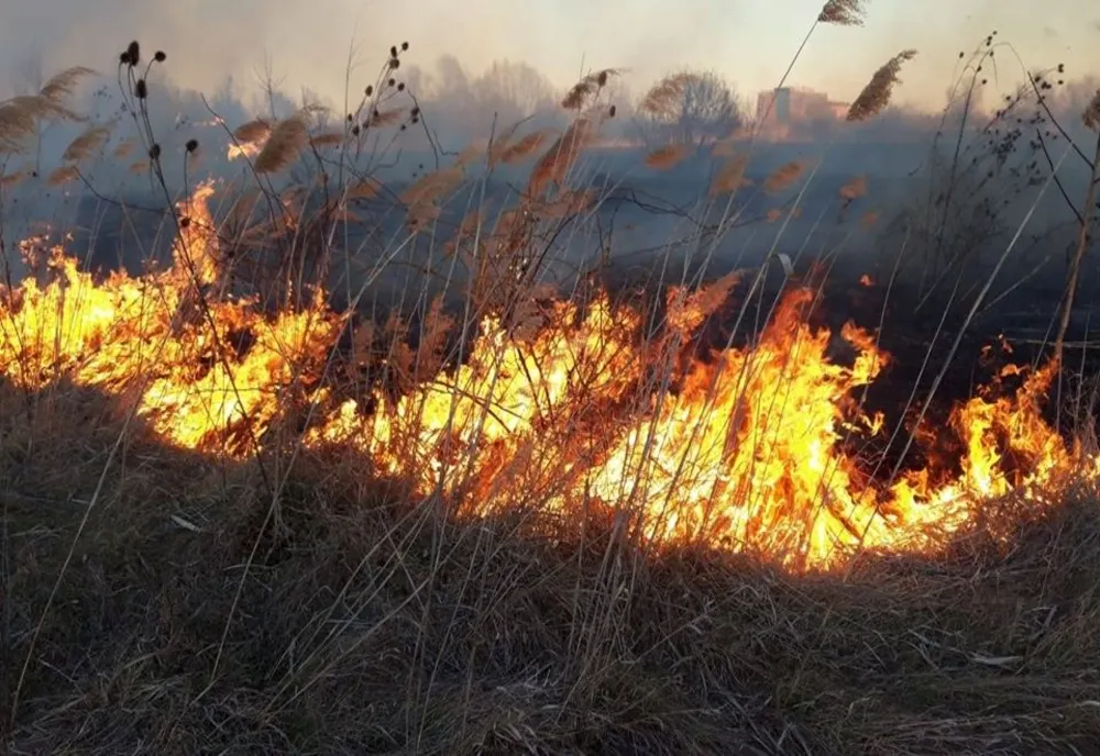 30 de hectare de vegetaţie uscată au ars la Şoimari