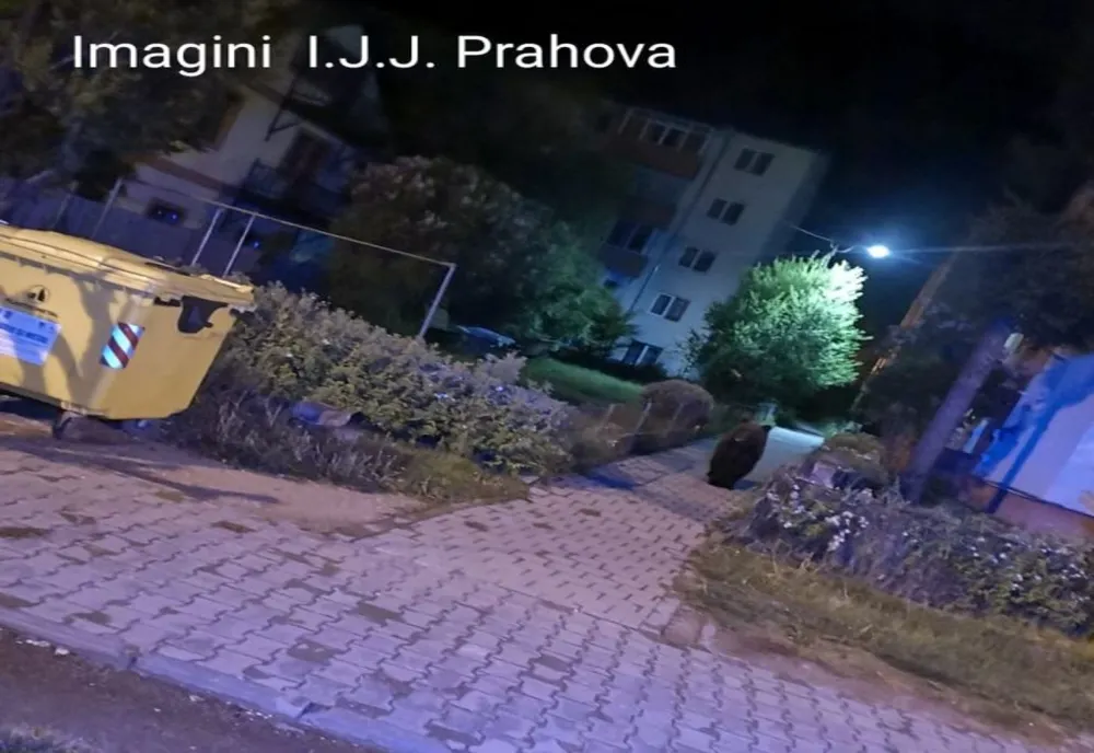 Urşii, din nou, la plimbare pe străzile din Buşteni