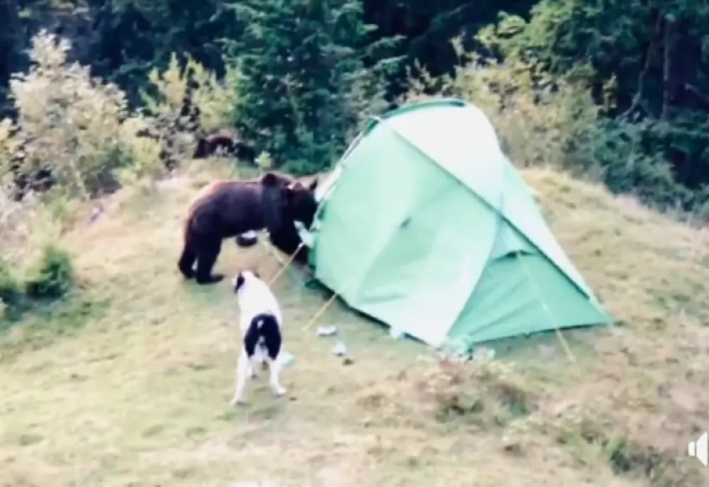 Mai mulți turiști care au campat în pădure s-au trezit cu ursul peste ei