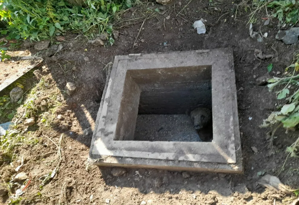 Prahova. Jandarmii montani, solicitați să salveze un urs căzut într-o fosă septică, dar și un pui de pasăre