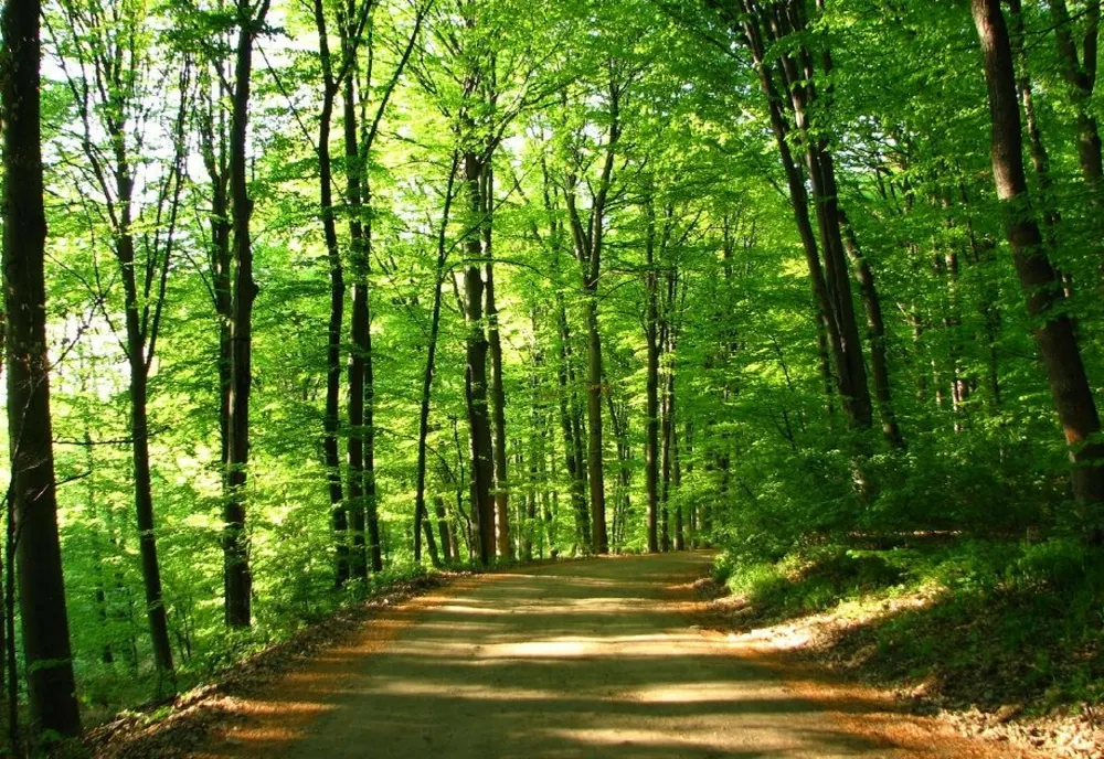Peste 260.000 de hectare de pădure cadastrate
