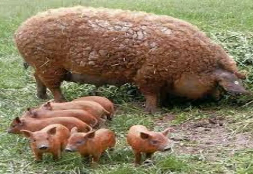 Proiect. Sprijin financiar de un milion de lei pentru crescătorii de porci din rasele Bazna şi Mangaliţa