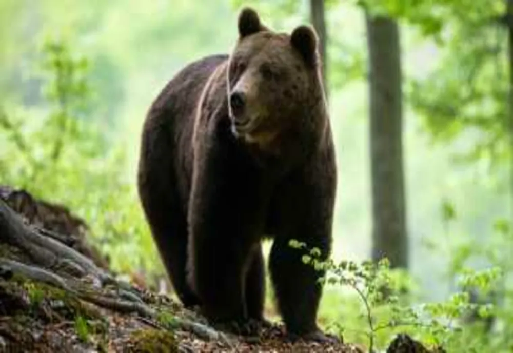 URSUL CARE A UCIS O TÂNĂRĂ PE TRASEUL TURISTIC JEPII MICI A FOST ÎMPUȘCAT