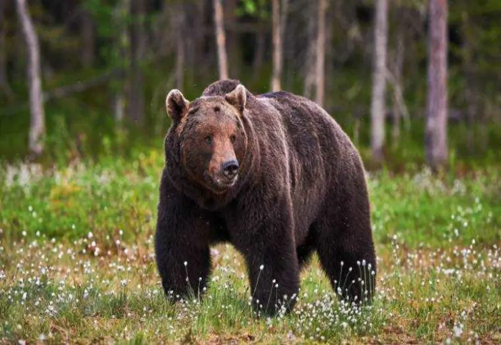 DOI URȘI, VĂZUȚI DUMINICĂ SEARĂ ÎN SINAIA ȘI CORNU. POPULAȚIA, AVERTIZATĂ PRIN RO-ALERT 