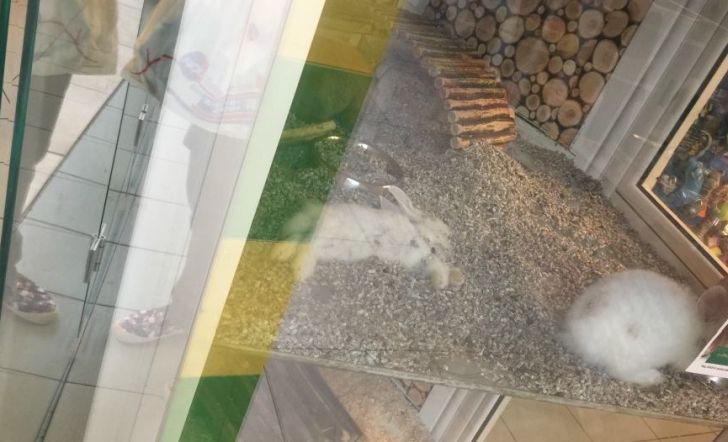 VIDEO Iepuraș mort în vitrina unui pet-shop dintr-un mall din Ploiești