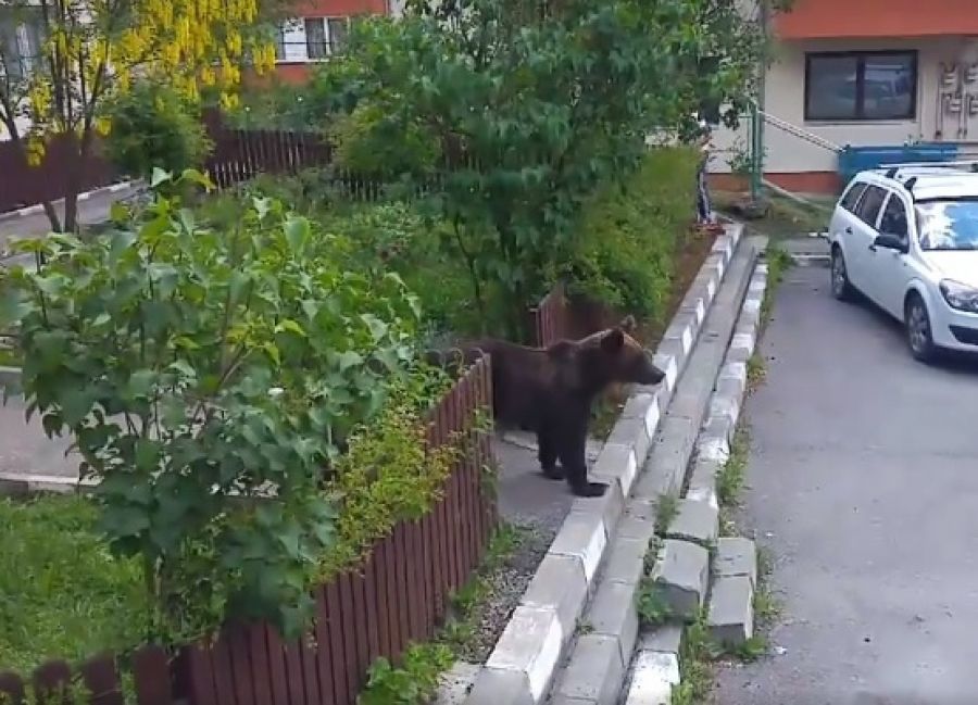VIDEO Un pui de urs a coborât, în plină zi, printre blocurile din Bușteni
