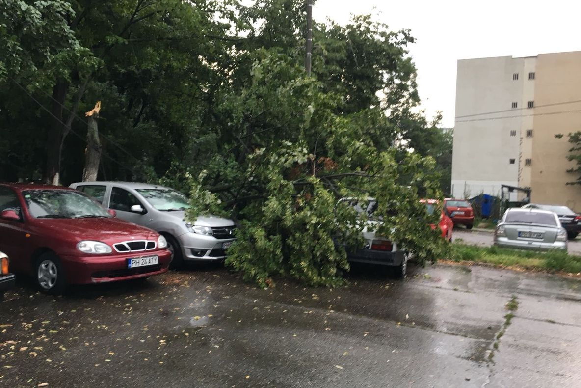 Copac căzut peste două mașini la Ploiești