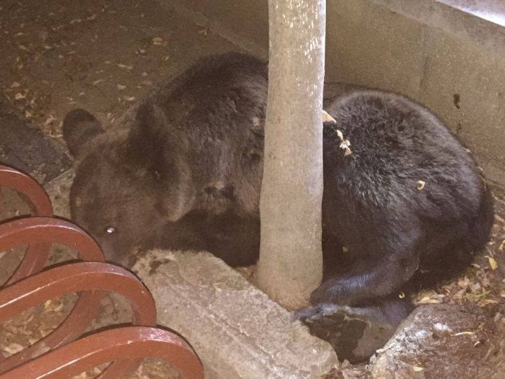 VIDEO Urs capturat în zona autogării din Câmpina