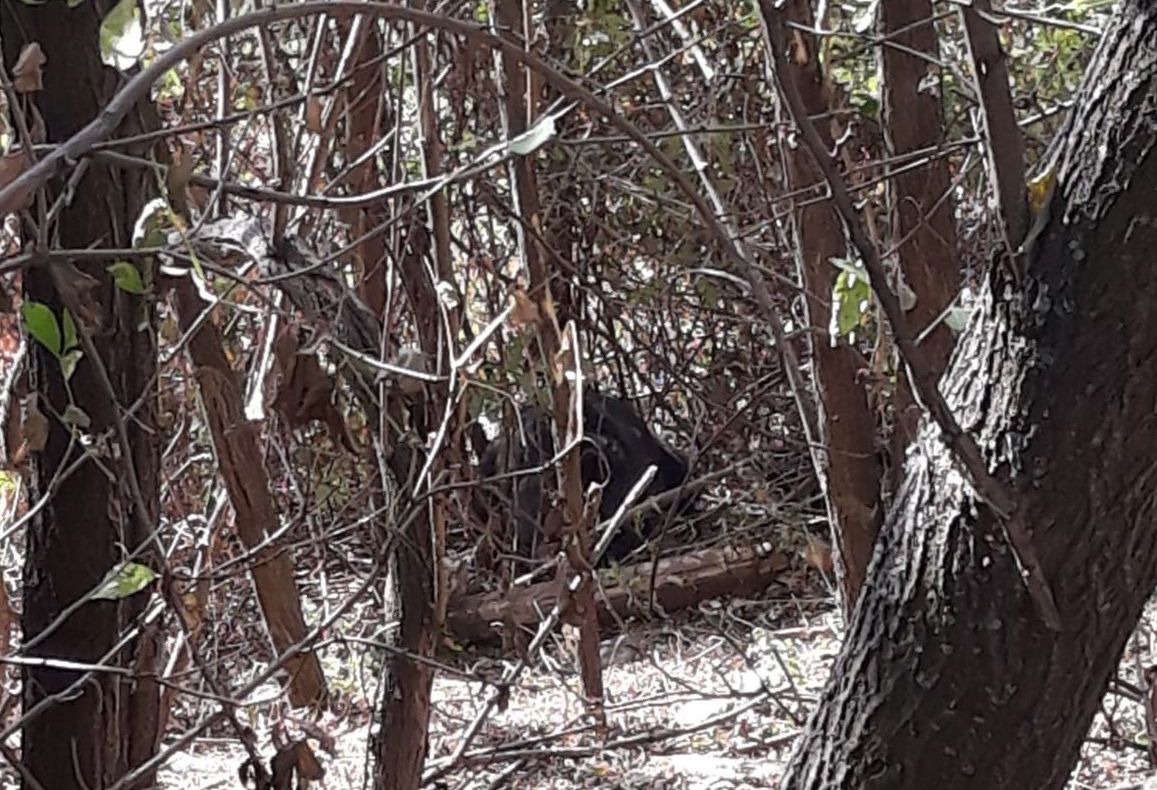 Soț și soție, atacați de urs la Măneciu