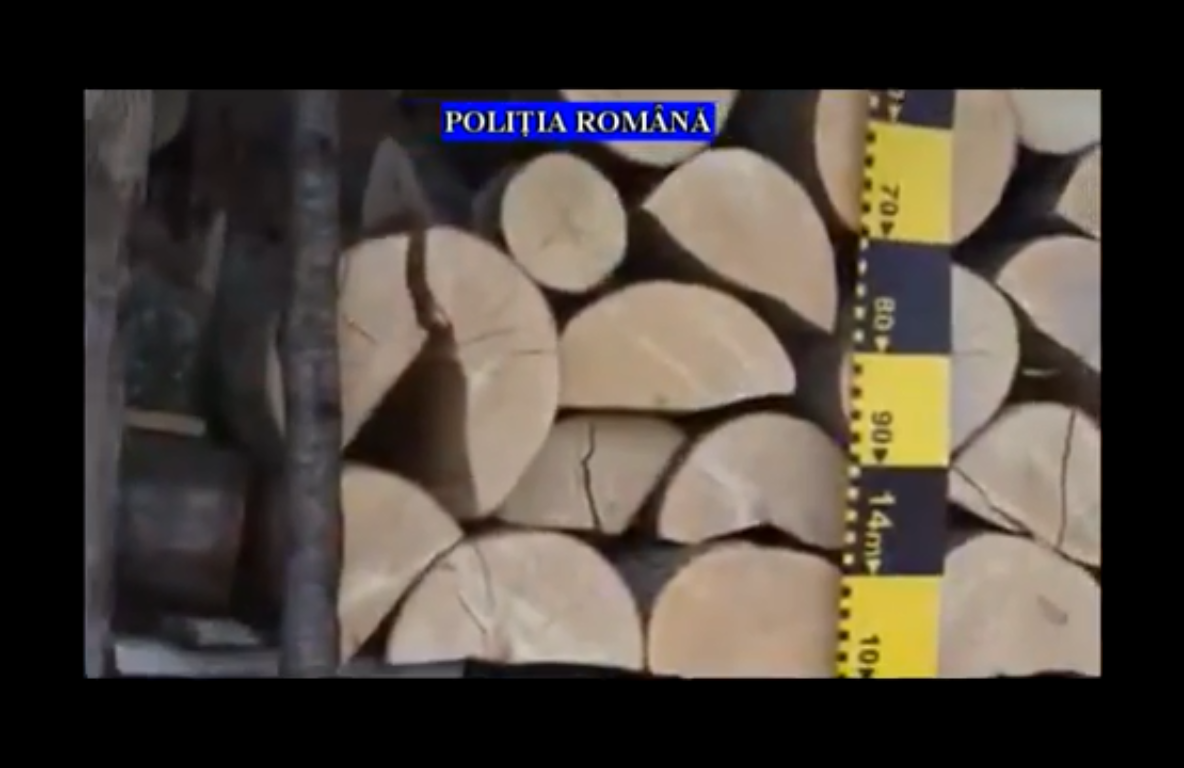 Percheziții la persoanele acuzate de tăieri ilegale de arbori și furt de material lemnos | VIDEO
