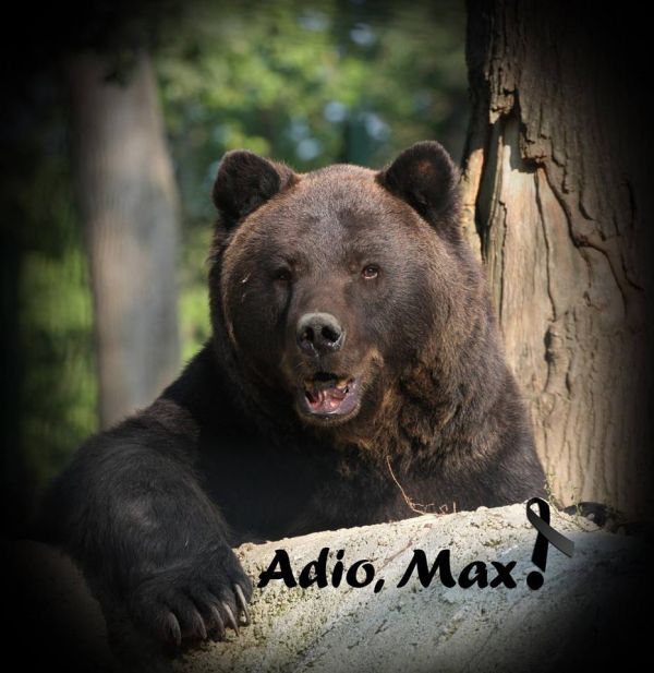 Povestea cățelușului Max, noua mascotă a ISU Prahova