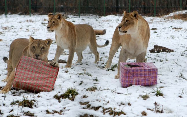 "Crăciunul animalelor", sărbătorit la ZOO Bucov