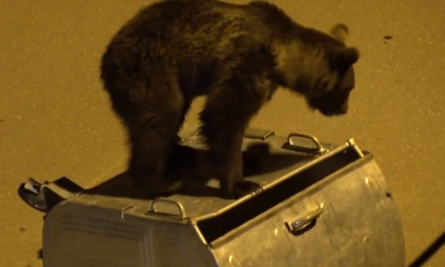 VIDEO Șapte urși alungați din Bușteni, în noaptea de sâmbătă spre duminică