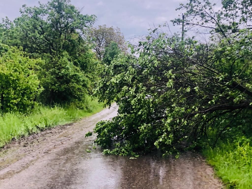 Vremea rea a făcut ravagii în Prahova. Copaci căzuri, localități fără curent!