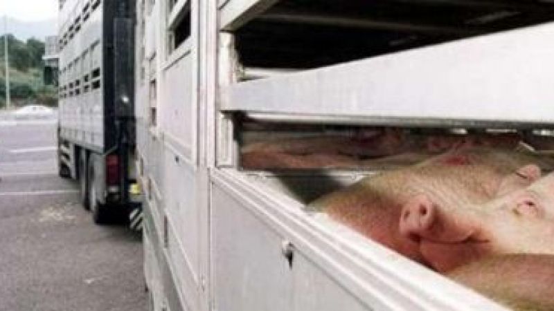 Accident la ieșire din Ploiești, între o mașină și un camion care transporta porci. O persoană a ajuns la spital
