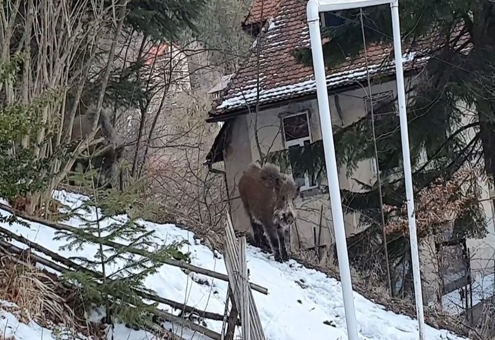 După urşi, şi mistreţii vin în "vizită" la Sinaia! 