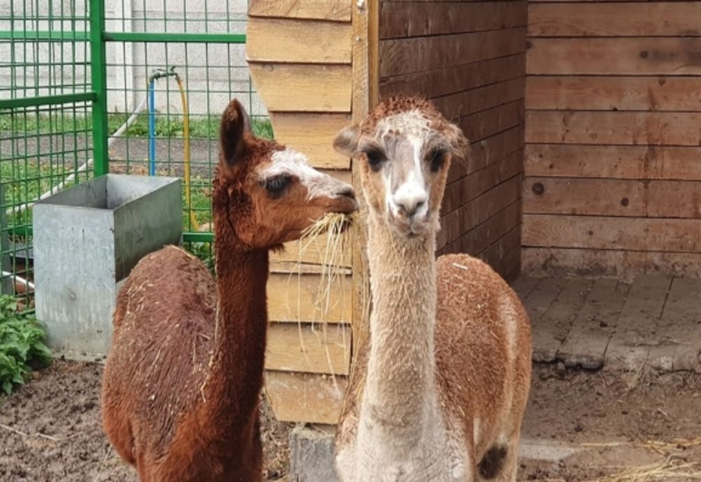 Se redeschide Grădina Zoologică Ploiești