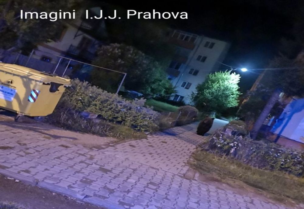 Urşii, din nou, la plimbare pe străzile din Buşteni