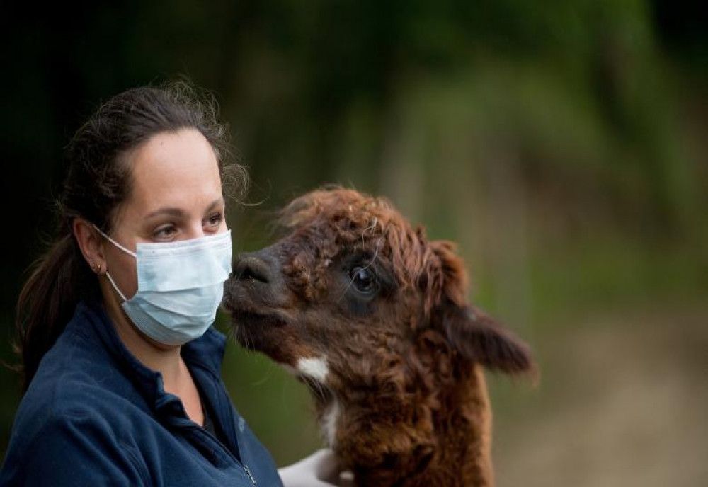  Lamele și alpacalele ne-ar putea salva de COVID-19. Cum reacționează anticorpii acestor animale în contact cu coronavirusul 