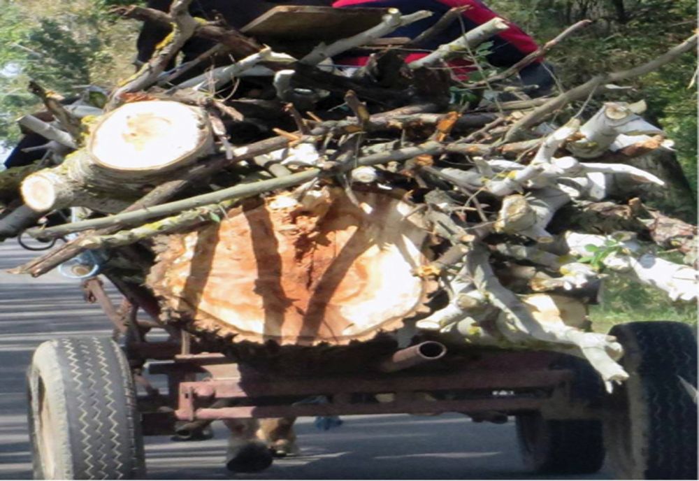 Prahova. Prinși și amendați pentru transport ilegal de material lemnos