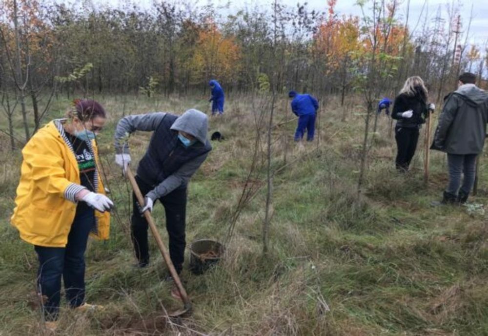 Zeci de mii de salcâmi, plantați pe centura de est a municipiului Ploiești