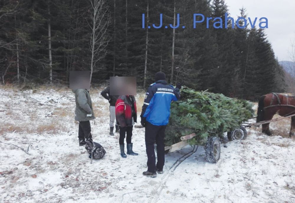 Hoți de pomi de Crăciun, prinși de jandarmii prahoveni