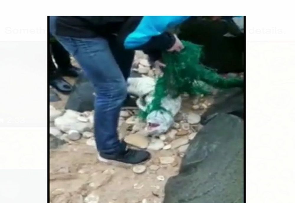 Un bărbat din Ploiești plecat la muncă în Anglia a salvat un pui de focă prins într-o plasă de pescuit