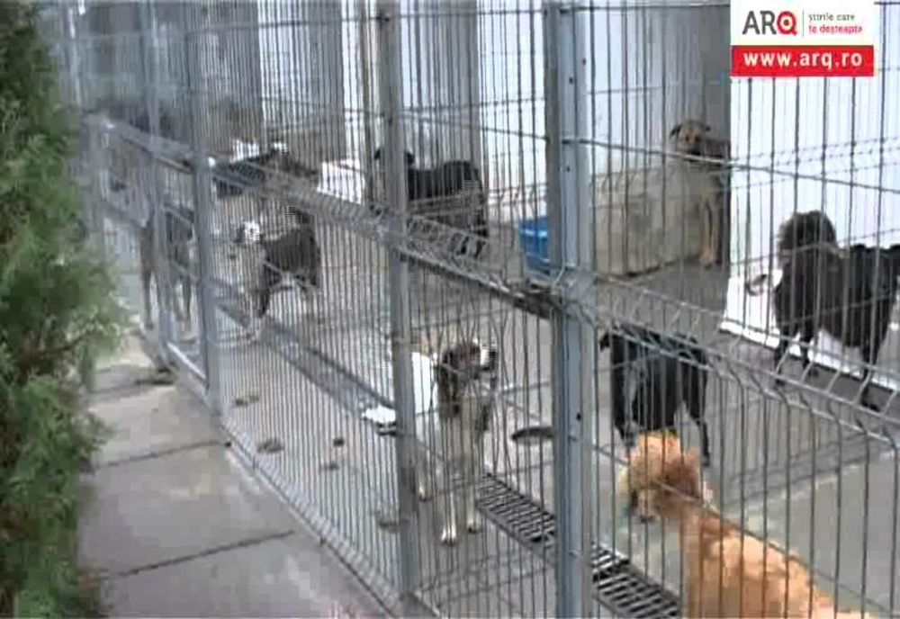 Polițiștii donează alimente pentru un adăpost de animale din județul Prahova