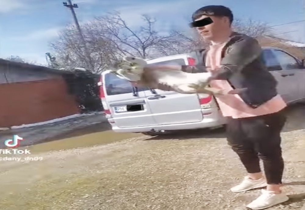 Tânăr din Ciorani, cercetat de polițiștii de la protecția animalelor după ce a aruncat  o pisică într-un lac