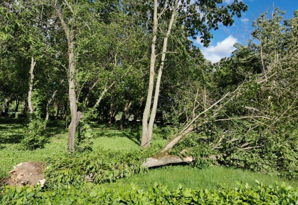 Vântul puternic a smuls mai mulți copaci din rădăcină la Sala Sporturilor Olimpia din Ploiești