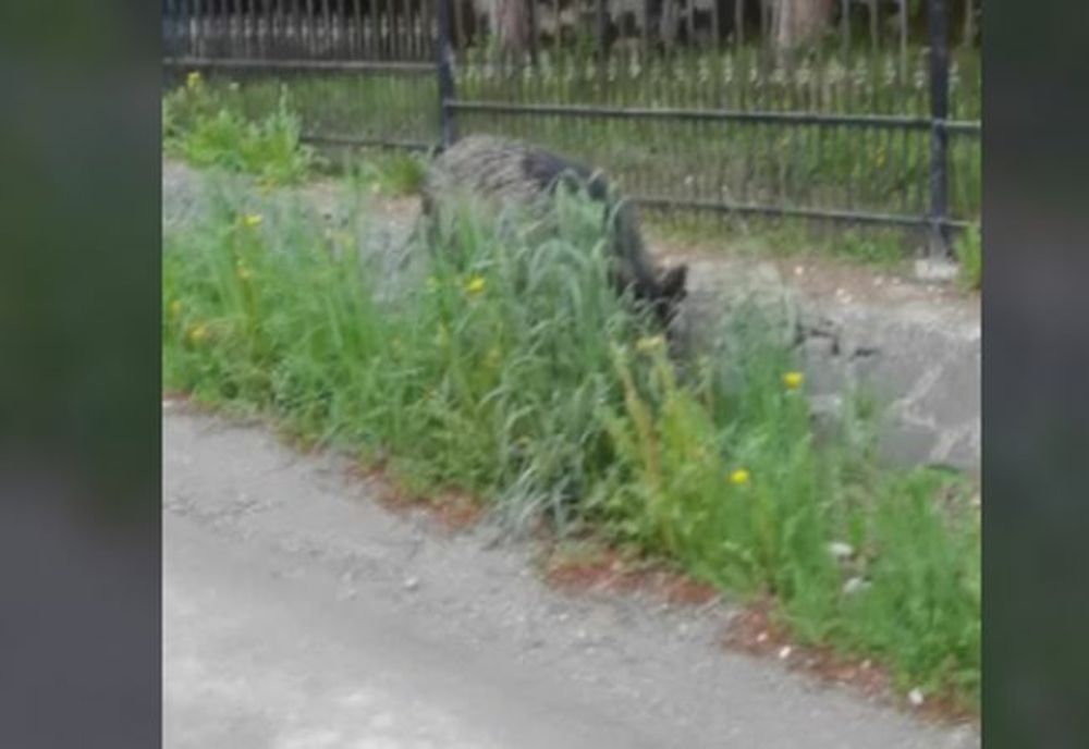 Unui restaurant i-au dat târcoale un grup de mistreți și o ursoaică, în același timp (VIDEO)