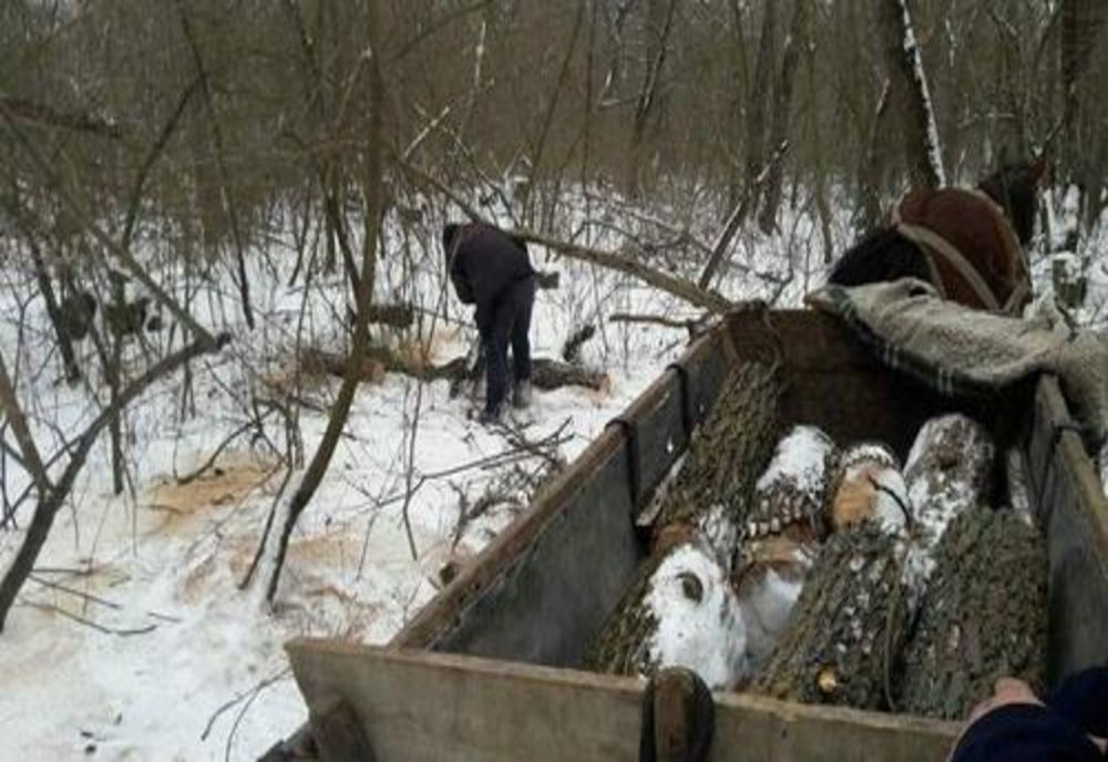 Prahova. Tineri reținuți după ce au fost prinși sustrăgând arbori