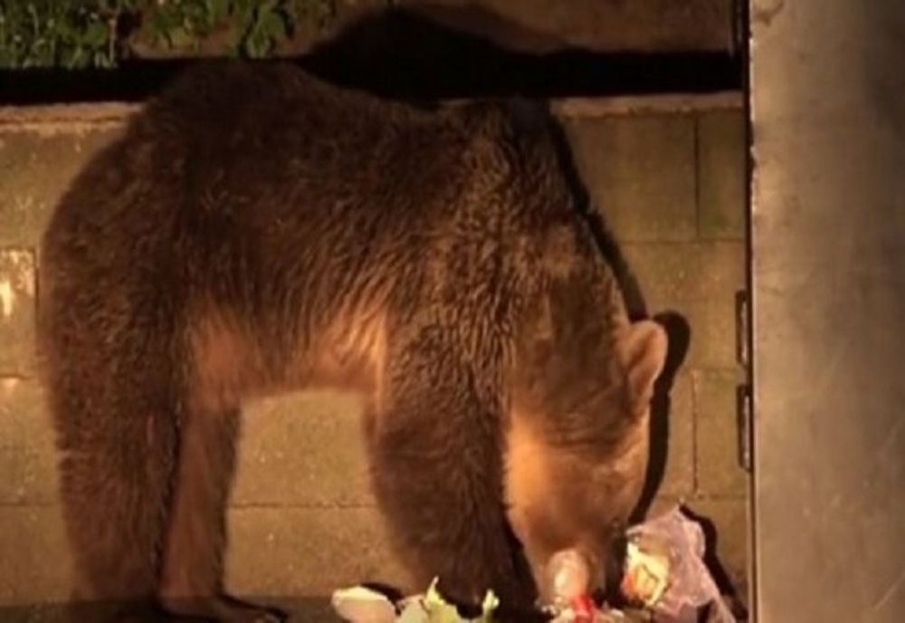 Urs văzut la Pelișor, sâmbătă seară. A fost emis mesaj de avertizare RO-Alert 