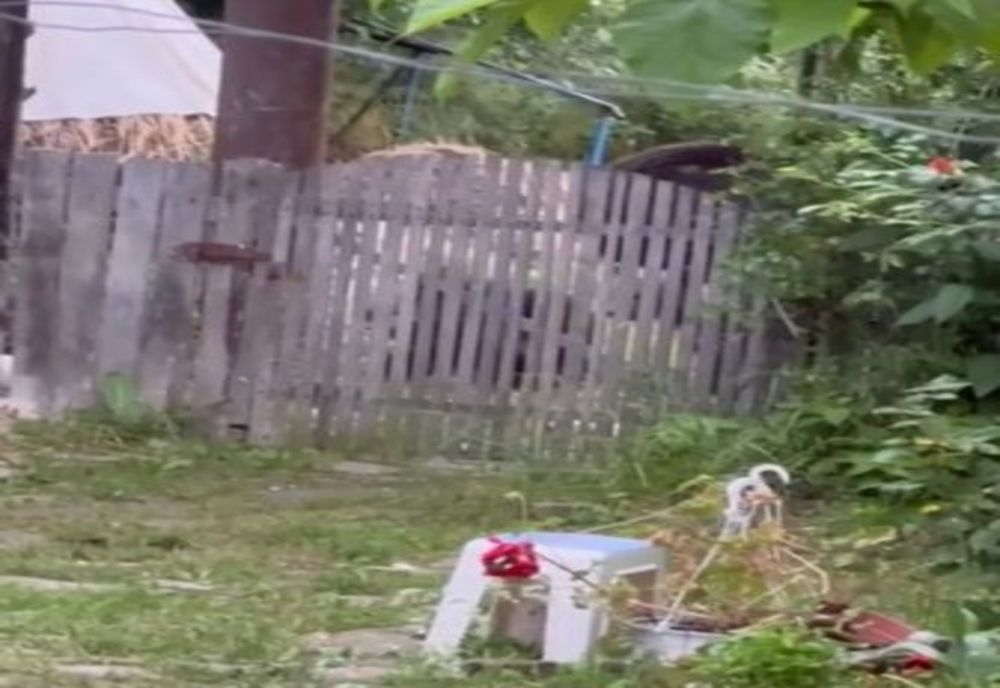 Prahova. O ursoaică şi cei 3 pui ai ei, filmaţi în curtea unei case