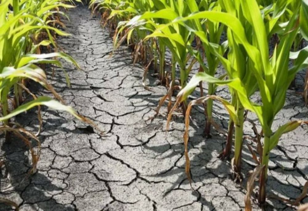 Seceta face ravagii în 115 de localităţi din România