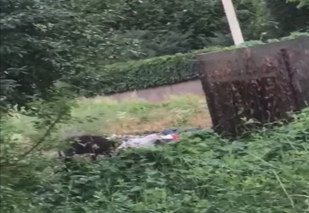 Prahova. Porc mistreț văzut lângă un bloc din Câmpina. Animalul a atacat o femeie